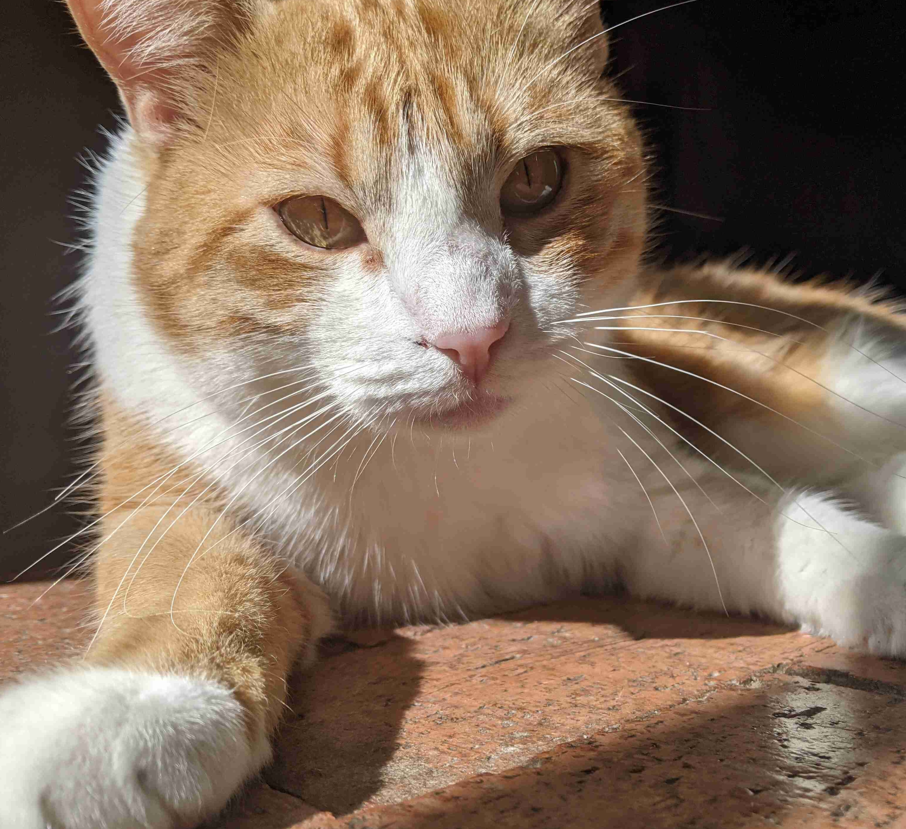 a beautiful ginger cat